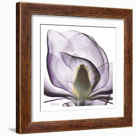 Precious Orchid in Purple Close-Albert Koetsier-Framed Art Print