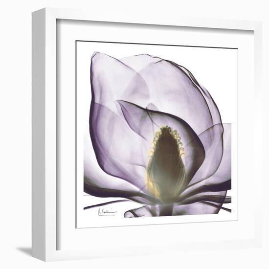 Precious Orchid in Purple Close-Albert Koetsier-Framed Art Print