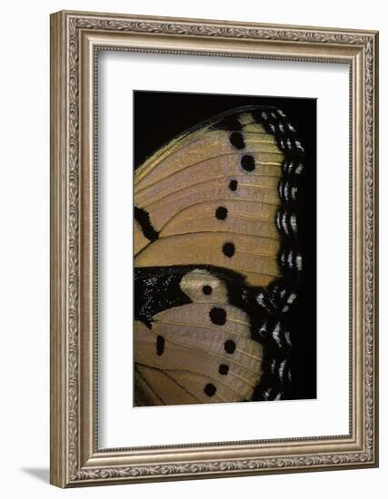 Precis Octavia (Gaudy Commodore) - Wings Detail of Summer Form-Paul Starosta-Framed Photographic Print