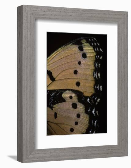 Precis Octavia (Gaudy Commodore) - Wings Detail of Summer Form-Paul Starosta-Framed Photographic Print