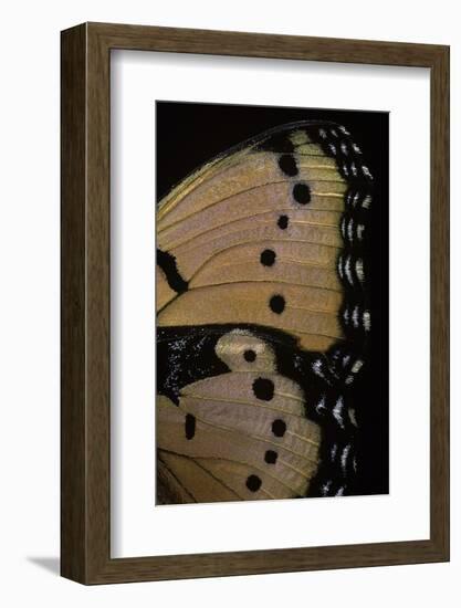 Precis Octavia (Gaudy Commodore) - Wings Detail of Summer Form-Paul Starosta-Framed Photographic Print