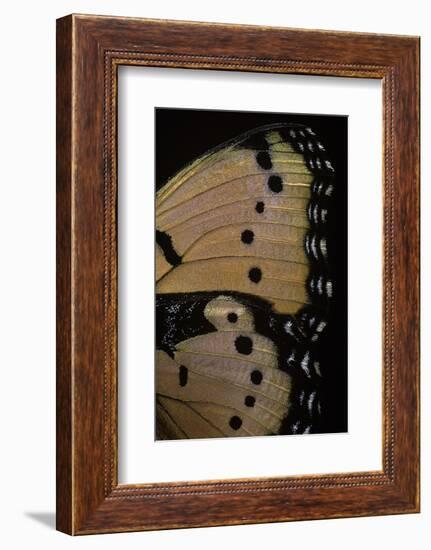 Precis Octavia (Gaudy Commodore) - Wings Detail of Summer Form-Paul Starosta-Framed Photographic Print