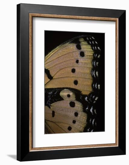 Precis Octavia (Gaudy Commodore) - Wings Detail of Summer Form-Paul Starosta-Framed Photographic Print