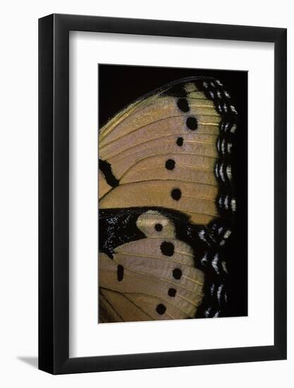 Precis Octavia (Gaudy Commodore) - Wings Detail of Summer Form-Paul Starosta-Framed Photographic Print