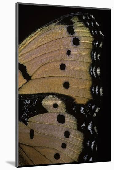 Precis Octavia (Gaudy Commodore) - Wings Detail of Summer Form-Paul Starosta-Mounted Photographic Print