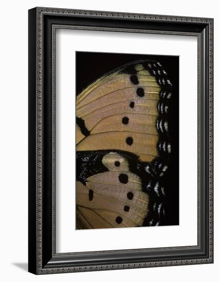 Precis Octavia (Gaudy Commodore) - Wings Detail of Summer Form-Paul Starosta-Framed Photographic Print