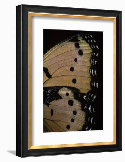 Precis Octavia (Gaudy Commodore) - Wings Detail of Summer Form-Paul Starosta-Framed Photographic Print
