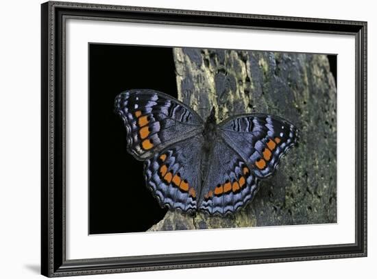 Precis Octavia (Gaudy Commodore) - Winter Form-Paul Starosta-Framed Photographic Print