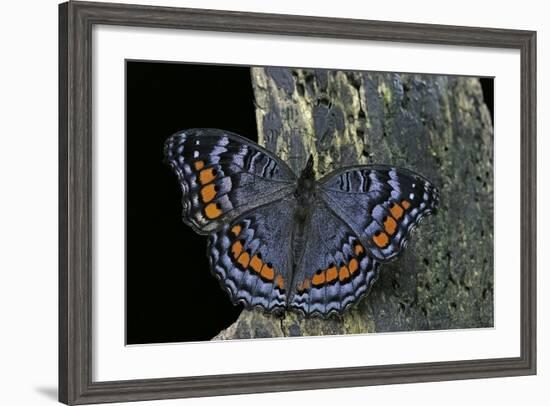 Precis Octavia (Gaudy Commodore) - Winter Form-Paul Starosta-Framed Photographic Print