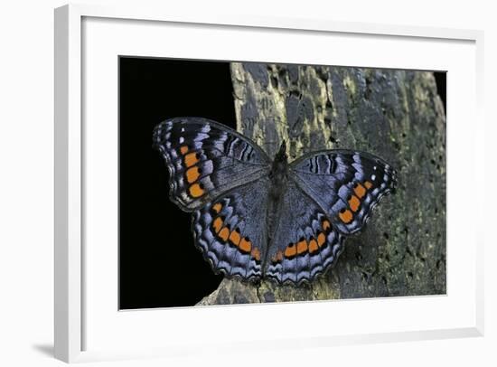 Precis Octavia (Gaudy Commodore) - Winter Form-Paul Starosta-Framed Photographic Print