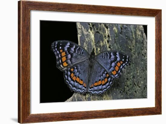 Precis Octavia (Gaudy Commodore) - Winter Form-Paul Starosta-Framed Photographic Print