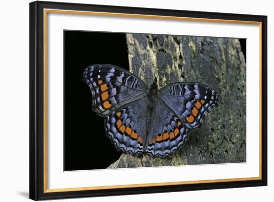 Precis Octavia (Gaudy Commodore) - Winter Form-Paul Starosta-Framed Photographic Print