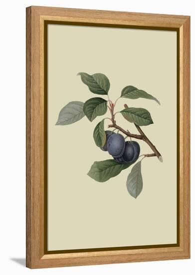 Precoce De Tour - Plum-William Hooker-Framed Stretched Canvas