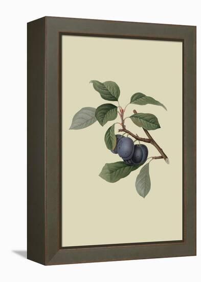 Precoce De Tour - Plum-William Hooker-Framed Stretched Canvas