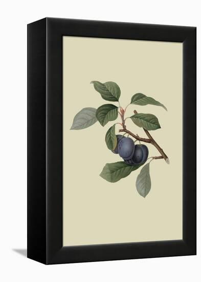 Precoce De Tour - Plum-William Hooker-Framed Stretched Canvas