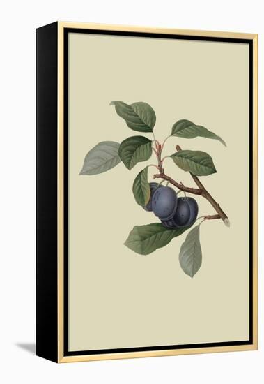 Precoce De Tour - Plum-William Hooker-Framed Stretched Canvas