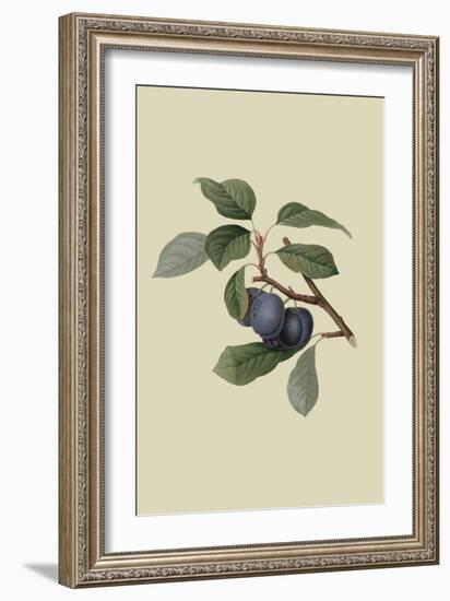 Precoce De Tour - Plum-William Hooker-Framed Art Print