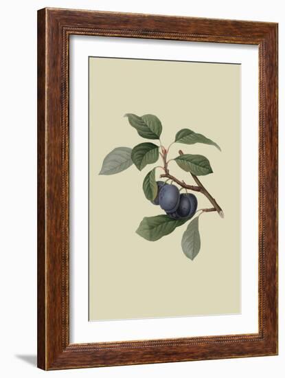 Precoce De Tour - Plum-William Hooker-Framed Art Print