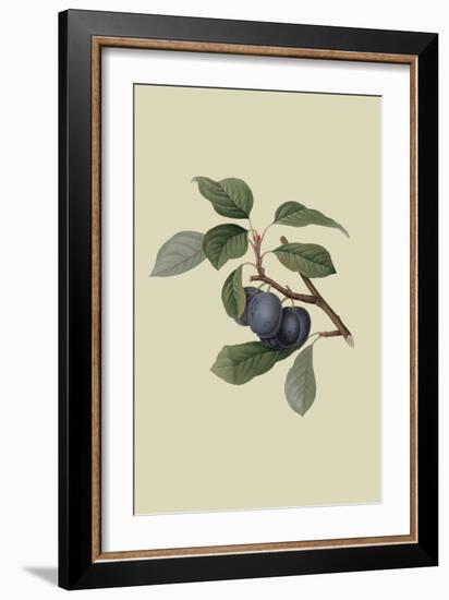 Precoce De Tour - Plum-William Hooker-Framed Art Print