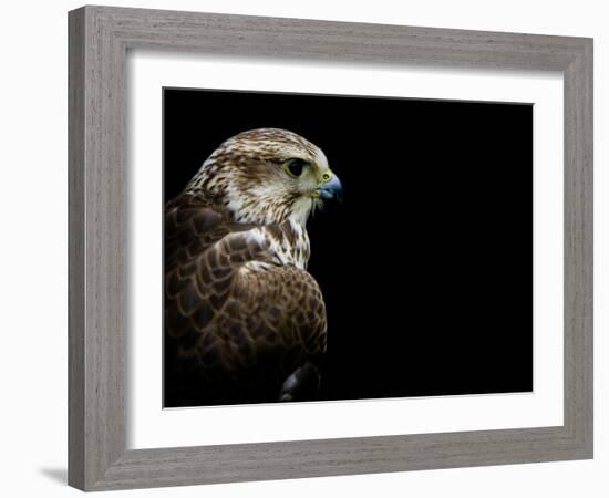 Predator-Doug Chinnery-Framed Photographic Print