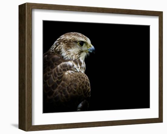 Predator-Doug Chinnery-Framed Photographic Print