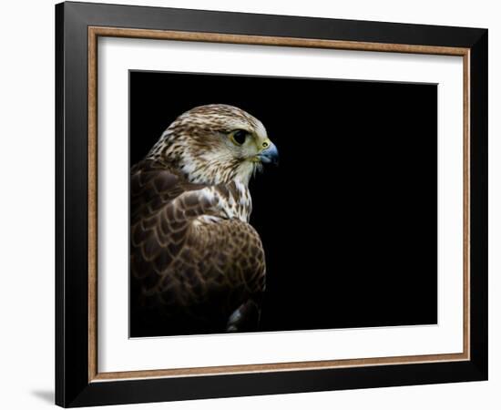 Predator-Doug Chinnery-Framed Photographic Print