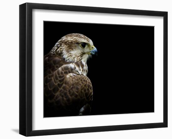 Predator-Doug Chinnery-Framed Photographic Print