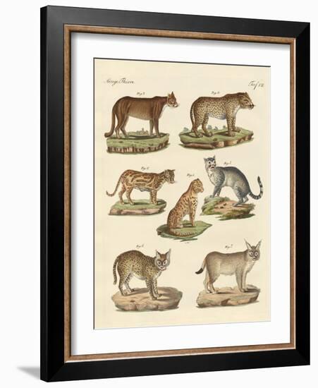 Predators from All Parts of the World-null-Framed Giclee Print