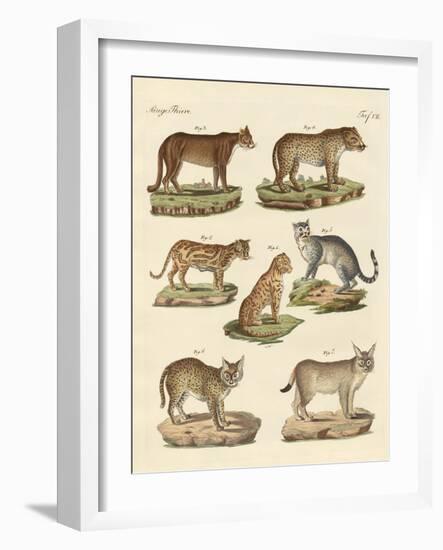 Predators from All Parts of the World-null-Framed Giclee Print
