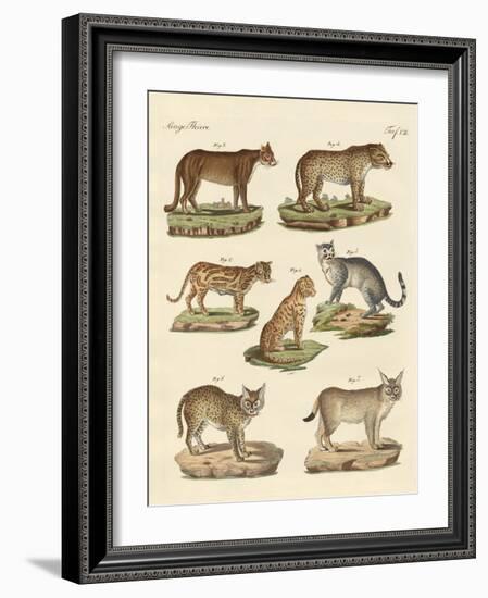 Predators from All Parts of the World-null-Framed Giclee Print