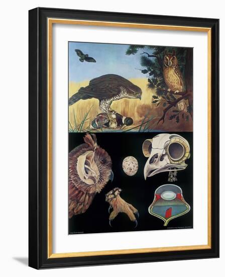 Predatory Birds-null-Framed Giclee Print