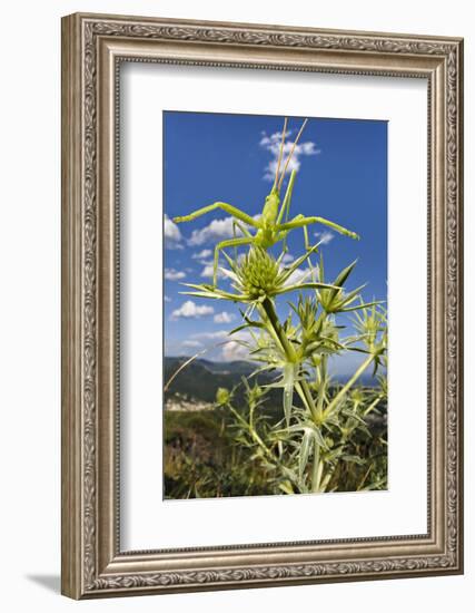 Predatory bush cricket waiting for prey on Eryngium, Italy. June. Vulnerable species-Emanuele Biggi-Framed Photographic Print