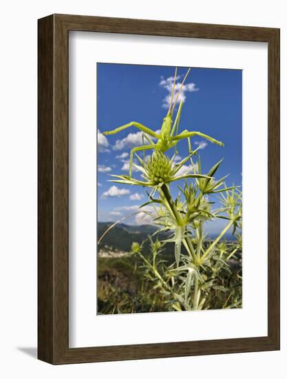 Predatory bush cricket waiting for prey on Eryngium, Italy. June. Vulnerable species-Emanuele Biggi-Framed Photographic Print