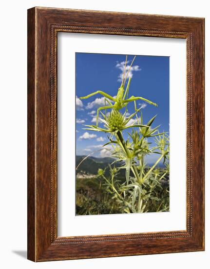 Predatory bush cricket waiting for prey on Eryngium, Italy. June. Vulnerable species-Emanuele Biggi-Framed Photographic Print