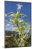 Predatory bush cricket waiting for prey on Eryngium, Italy. June. Vulnerable species-Emanuele Biggi-Mounted Photographic Print