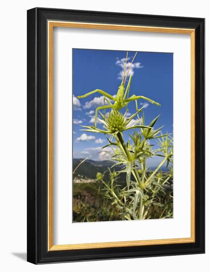 Predatory bush cricket waiting for prey on Eryngium, Italy. June. Vulnerable species-Emanuele Biggi-Framed Photographic Print