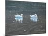 Preening Swans-Bruce Dumas-Mounted Giclee Print