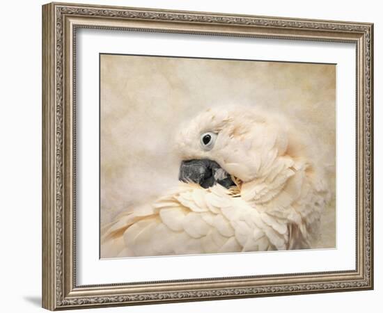 Preening Umbrella Cockatoo-Jai Johnson-Framed Giclee Print