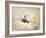 Preening Umbrella Cockatoo-Jai Johnson-Framed Giclee Print