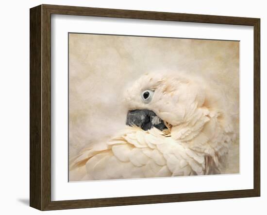 Preening Umbrella Cockatoo-Jai Johnson-Framed Giclee Print