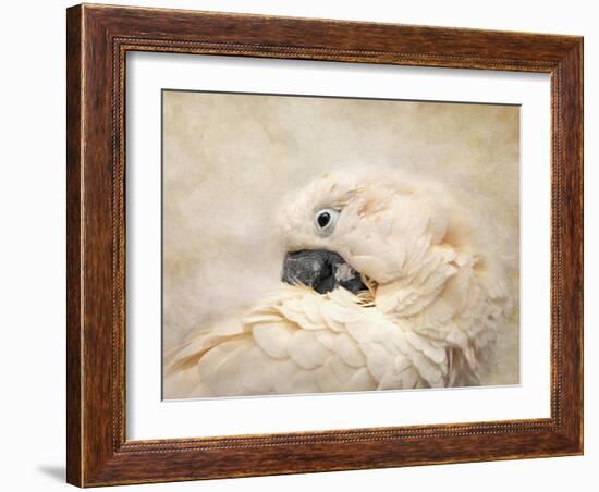 Preening Umbrella Cockatoo-Jai Johnson-Framed Giclee Print