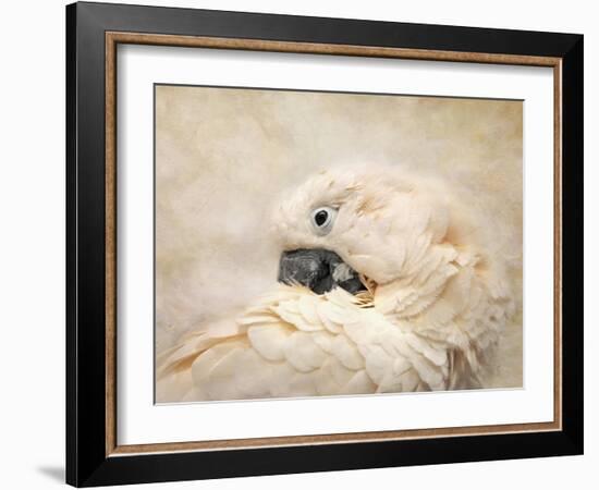 Preening Umbrella Cockatoo-Jai Johnson-Framed Giclee Print