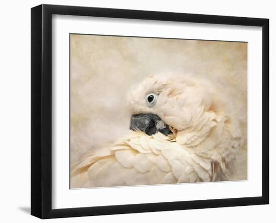 Preening Umbrella Cockatoo-Jai Johnson-Framed Giclee Print