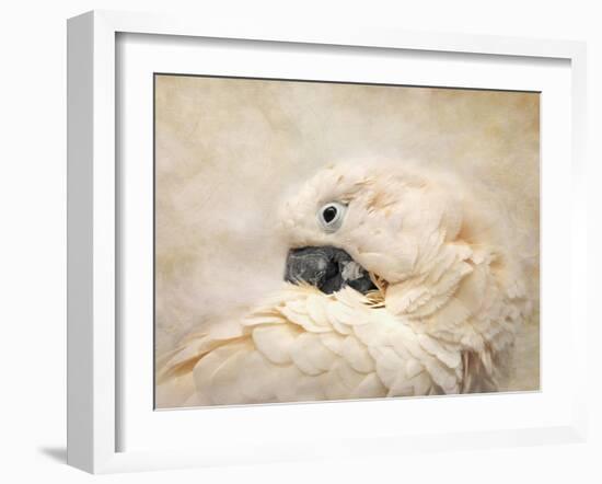 Preening Umbrella Cockatoo-Jai Johnson-Framed Giclee Print