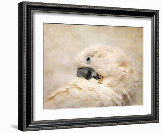 Preening Umbrella Cockatoo-Jai Johnson-Framed Giclee Print