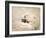 Preening Umbrella Cockatoo-Jai Johnson-Framed Giclee Print