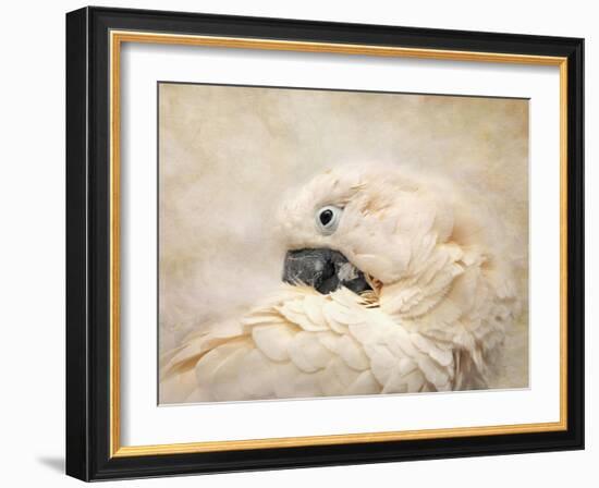 Preening Umbrella Cockatoo-Jai Johnson-Framed Giclee Print