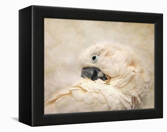 Preening Umbrella Cockatoo-Jai Johnson-Framed Premier Image Canvas