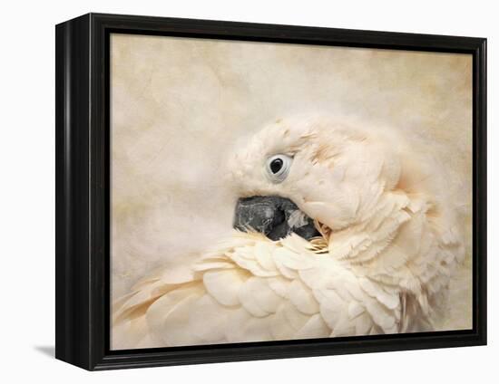 Preening Umbrella Cockatoo-Jai Johnson-Framed Premier Image Canvas