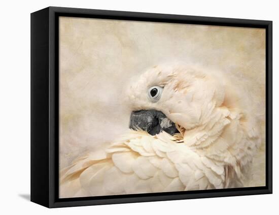 Preening Umbrella Cockatoo-Jai Johnson-Framed Premier Image Canvas